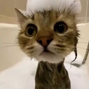 Meet your Posher, Peyton